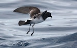 White-bellied storm petrel. Adult. Lord Howe Island pelagic, November 2010. Image © Nicole Andrews by Nicole Andrews.