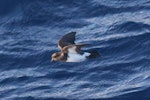 White-bellied storm petrel. Adult in flight. South of the Kermadec Islands, March 2021. Image © Tim Barnard by Tim Barnard.