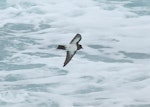 White-bellied storm petrel. Adult at sea. South Atlantic Ocean, 43°46.15S, 20°57.47W, March 2016. Image © Gordon Petersen by Gordon Petersen.