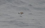 White-bellied storm petrel. Adult at sea. South Atlantic Ocean, March 2016. Image © Gordon Petersen by Gordon Petersen.