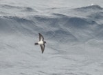 White-bellied storm petrel. Adult at sea. South Atlantic Ocean, March 2016. Image © Gordon Petersen by Gordon Petersen.