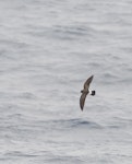 White-bellied storm petrel. Adult at sea. South Atlantic Ocean, 37°31.68S, 2, 52°97E, March 2016. Image © Gordon Petersen by Gordon Petersen.