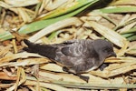 White-bellied storm petrel. Adult. Curtis Island, Kermadec Islands, October 1989. Image © Alan Tennyson by Alan Tennyson.