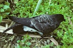 White-bellied storm petrel. Side view of adult on ground. Macauley Island, Kermadec Islands, September 1988. Image © Alan Tennyson by Alan Tennyson.