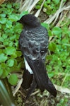 White-bellied storm petrel. Dorsal view of adult on ground. Macauley Island, Kermadec Islands, September 1988. Image © Alan Tennyson by Alan Tennyson.