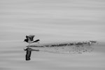 White-bellied storm petrel. Adult foraging. Near Ball's Pyramid, Lord Howe Island, January 2019. Image © Jack Shick 2020 birdlifephotography.org.au by Jack Shick.