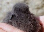 White-bellied storm petrel. View of chick head. Curtis Island, Kermadec Islands, May 1982. Image © Colin Miskelly by Colin Miskelly.