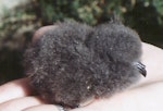 White-bellied storm petrel. Chick. Curtis Island, Kermadec Islands, May 1982. Image © Colin Miskelly by Colin Miskelly.