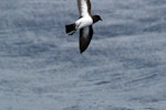 White-bellied storm petrel. Ventral view of typical adult in flight. North of Norfolk Island, March 2009. Image © Nigel Voaden by Nigel Voaden.