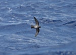 White-bellied storm petrel. Ventral view of adult dark morph in flight. Lord Howe Island, December 2009. Image © Matthew Rodgers by Matthew Rodgers.