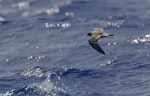 Leach's storm petrel. Adult in flight. Off the Mariana Islands, Western Pacific, April 2019. Image © Ian Wilson 2019 birdlifephotography.org.au by Ian Wilson.