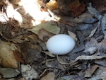 Leach's storm petrel. Egg in nest (first New Zealand breeding record). Rangatira Island, Chatham Islands, February 2018. Image © Graeme Taylor by Graeme Taylor.