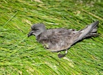 Leach's storm petrel. Adult at breeding colony. Iceland. Image © Alex Máni by Alex Máni.