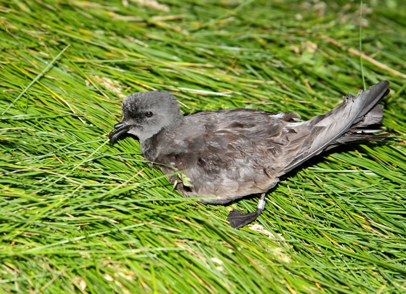 Leach's storm petrel. Adult at breeding colony. Iceland. Image © Alex Máni by Alex Máni.