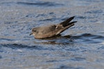 Leach's storm petrel. Adult swimming. Chasewater, Staffordshire, United Kingdom, October 2010. Image © Andy Hartley by Andy Hartley.