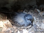 Leach's storm petrel. Adult sitting on egg (first New Zealand breeding record). Rangatira Island, Chatham Islands, February 2018. Image © Graeme Taylor by Graeme Taylor.