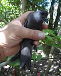 Leach's storm petrel. Adult in the hand. Rangatira Island, Chatham Islands, February 2018. Image © Graeme Taylor by Graeme Taylor.