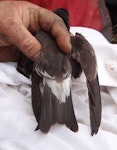 Leach's storm petrel. Adult captured at nest, showing rump. Rangatira Island, Chatham Islands, February 2018. Image © Graeme Taylor by Graeme Taylor.