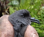 Leach's storm petrel. Adult captured at nest. Rangatira Island, Chatham Islands, February 2018. Image © Graeme Taylor by Graeme Taylor.