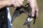 Leach's storm petrel. Adult - this bird came down onto the deck of a ship in Hawaiian waters. Hawai`i - Island of Kaua`i, January 2007. Image © Jim Denny by Jim Denny.