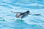 Common diving petrel | Kuaka. Northern diving petrel taking off from water. Whangaroa pelagic, September 2014. Image © Les Feasey by Les Feasey.