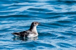 Common diving petrel | Kuaka. Northern diving petrel on surface after diving. Whangaroa pelagic, September 2014. Image © Les Feasey by Les Feasey.