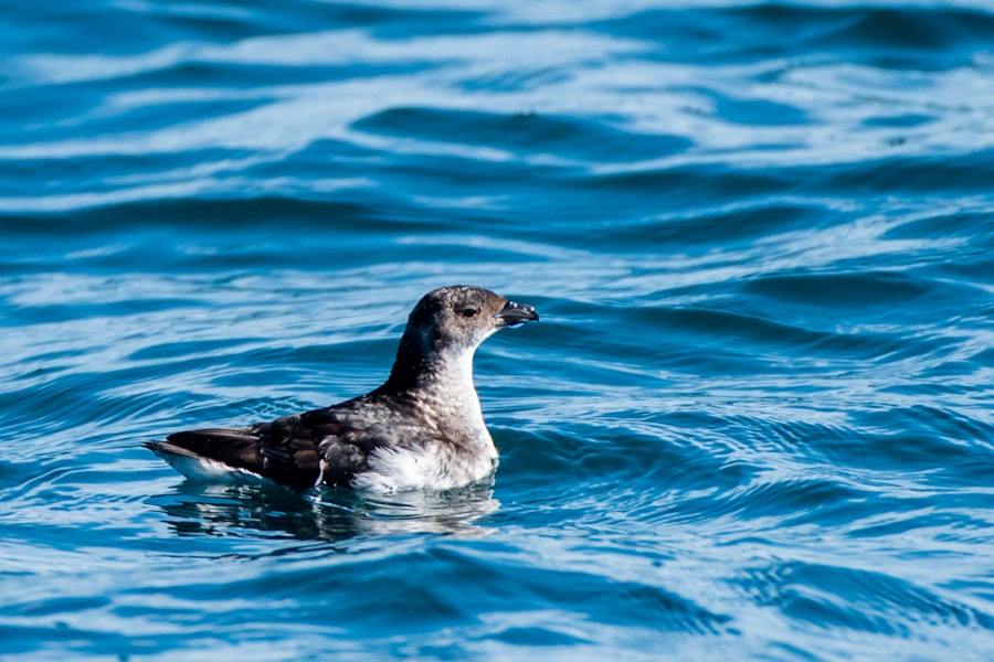 Common diving petrel | Kuaka. Northern diving petrel on surface after diving. Whangaroa pelagic, September 2014. Image © Les Feasey by Les Feasey.