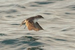 Common diving petrel | Kuaka. Adult taking flight from the water. At sea off Poor Knights Islands, July 2018. Image © Les Feasey by Les Feasey.