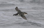 Common diving petrel | Kuaka. Southern diving petrel in flight, dorsal. Off Snares Islands, April 2013. Image © Phil Battley by Phil Battley.