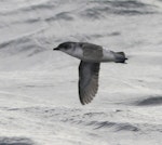 Common diving petrel | Kuaka. Southern diving petrel in flight, showing underwing. Off Snares Islands, April 2013. Image © Phil Battley by Phil Battley.