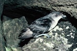 Common diving petrel | Kuaka. Adult northern diving petrel. Stack north of Stanley Island, Mercury Islands, July 1987. Image © Alan Tennyson by Alan Tennyson.