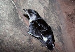 Common diving petrel | Kuaka. Adult northern diving petrel. Stanley Island, Mercury Islands, July 1987. Image © Colin Miskelly by Colin Miskelly.