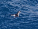 Common diving petrel | Kuaka. Adult swimming. Off Brothers Islands, Cook Strait, October 2019. Image © Colin Miskelly by Colin Miskelly.