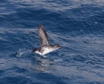 Common diving petrel | Kuaka. Adult taking flight. Off Brothers Islands, Cook Strait, October 2019. Image © Colin Miskelly by Colin Miskelly.