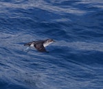 Common diving petrel | Kuaka. Adult in flight. Off Brothers Islands, Cook Strait, October 2019. Image © Colin Miskelly by Colin Miskelly.