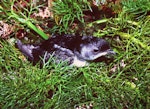 Common diving petrel | Kuaka. Adult subantarctic diving petrel. Antipodes Island, October 1990. Image © Colin Miskelly by Colin Miskelly.