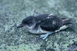 Common diving petrel | Kuaka. Adult southern diving petrel. Snares Islands. Image © Alan Tennyson by Alan Tennyson.