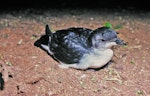 Common diving petrel | Kuaka. Adult southern diving petrel. Rangatira Island, Chatham Islands, July 1986. Image © Colin Miskelly by Colin Miskelly.