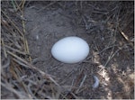 Common diving petrel | Kuaka. Northern diving petrel freshly laid egg. Mana Island, October 2012. Image © Colin Miskelly by Colin Miskelly.