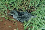 Common diving petrel | Kuaka. Adult southern diving petrel at burrow entrance. Rangatira Island, Chatham Islands, August 1968. Image © Department of Conservation (image ref: 10031602) by Don Merton, Department of Conservation.