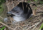 Common diving petrel | Kuaka. Adult male on nest. North Brother Island, Cook Strait, October 2019. Image © Colin Miskelly by Colin Miskelly.