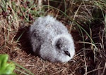 Common diving petrel | Kuaka. Large downy chick (northern diving petrel). North Brother Island, Cook Strait, November 1998. Image © Colin Miskelly by Colin Miskelly.