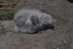 Common diving petrel | Kuaka. Subantarctic diving petrel chick. Ocean Island, Auckland Islands, January 2018. Image © Colin Miskelly by Colin Miskelly.