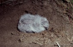 Common diving petrel | Kuaka. Small chick (northern diving petrel). Mana Island, October 2003. Image © Colin Miskelly by Colin Miskelly.