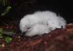 Common diving petrel | Kuaka. Subantarctic diving petrel young chick. Shoe Island, Auckland Islands, January 2018. Image © Colin Miskelly by Colin Miskelly.