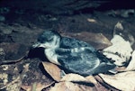 Common diving petrel | Kuaka. Adult southern diving petrel. Snares Islands, February 1983. Image © Colin Miskelly by Colin Miskelly.