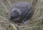 Common diving petrel | Kuaka. Subantarctic diving petrel chick. Rose Island, Auckland Islands, January 2018. Image © Colin Miskelly by Colin Miskelly.