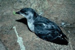 Common diving petrel | Kuaka. Adult southern diving petrel. Station Cove, Snares Islands, March 1986. Image © Alan Tennyson by Alan Tennyson.