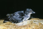 Common diving petrel | Kuaka. Adult. Poor Knights Islands, November 1978. Image © Albert Aanensen by Albert Aanensen.