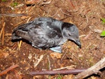 Common diving petrel | Kuaka. Adult southern diving petrel on ground at night. Chatham Island, November 2007. Image © Graeme Taylor by Graeme Taylor.